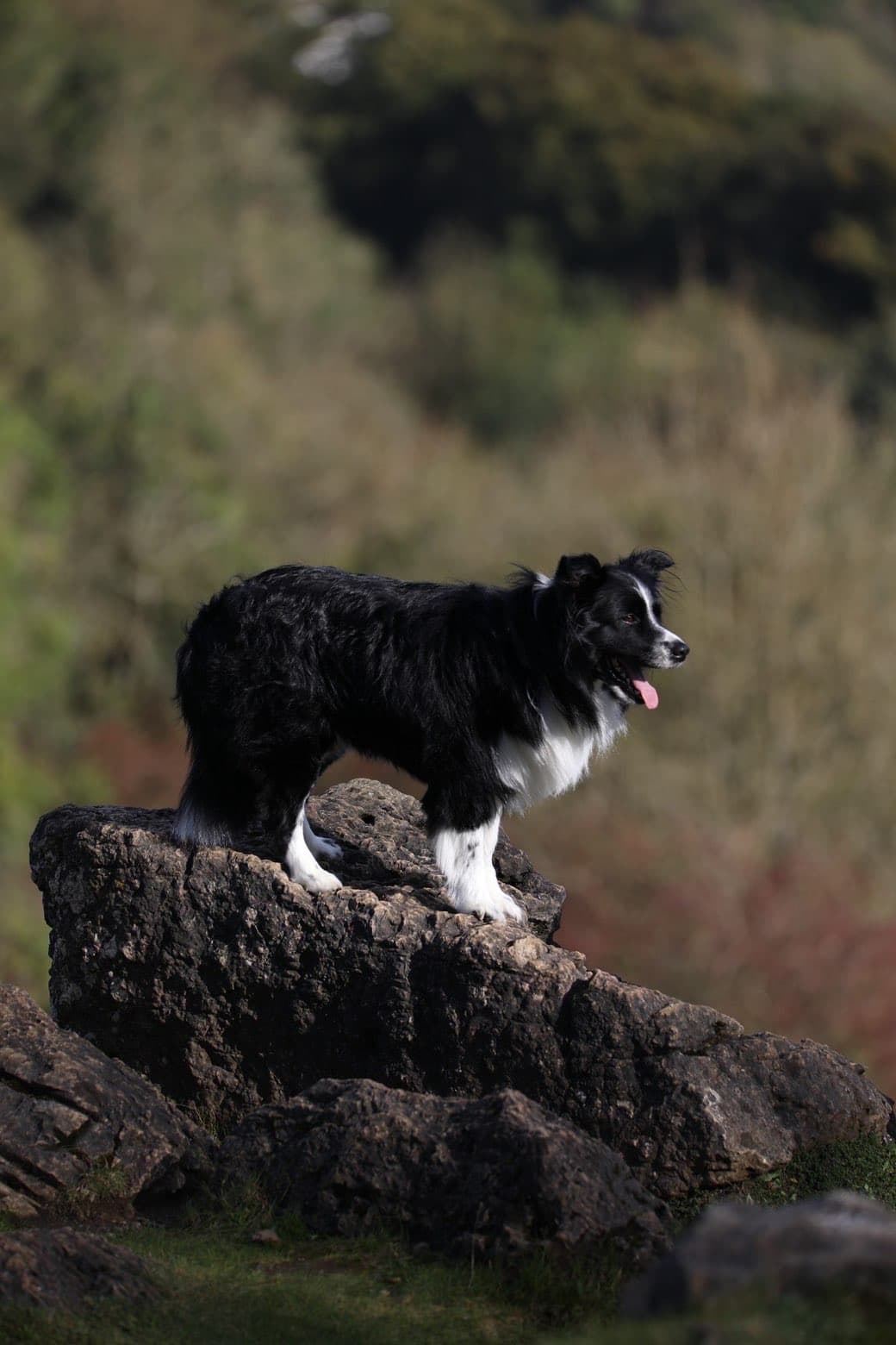 Black and white dog standing on a rock outdoors
